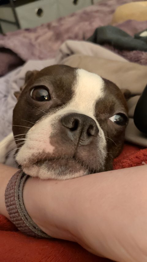 Gracie